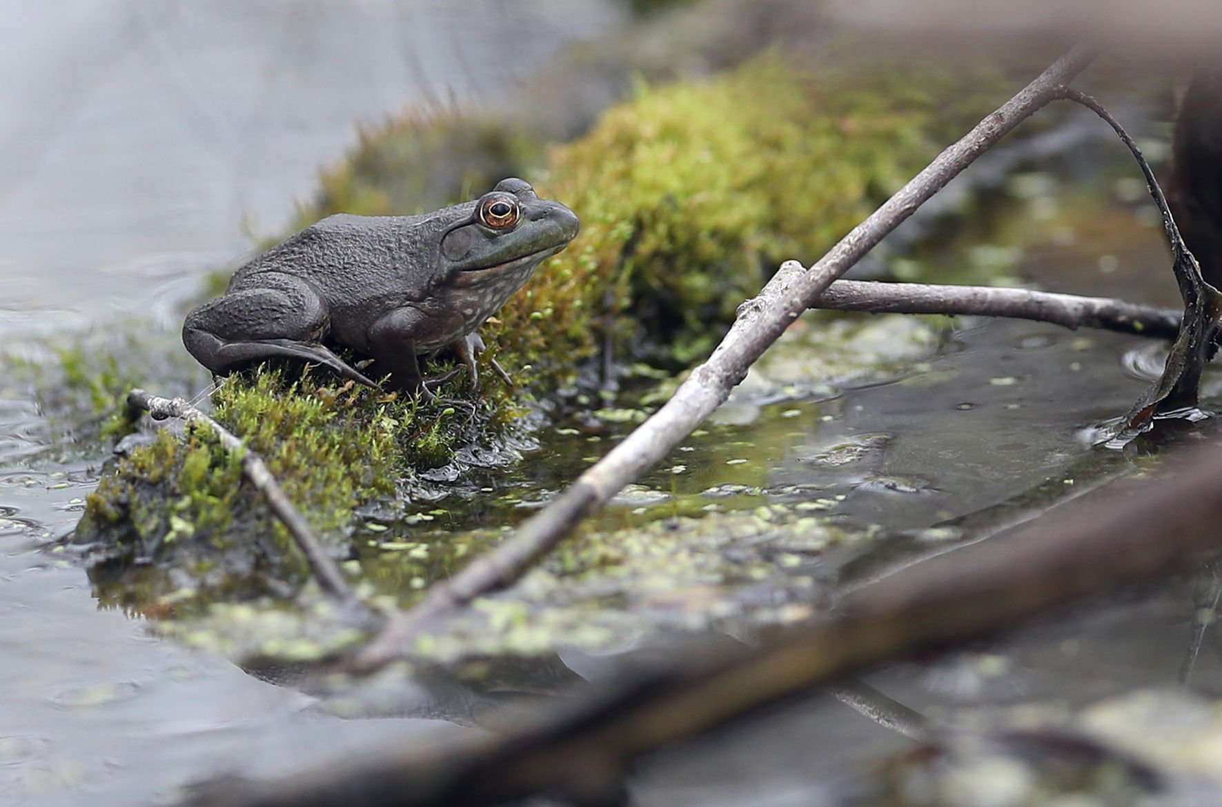 042720bp-wild-art-frog